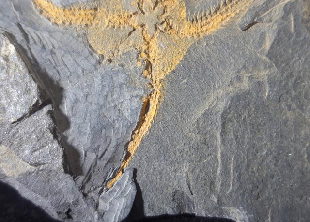 Ophiura sp. LAMARCK 1801 - Bild © FossNet FossilienStore